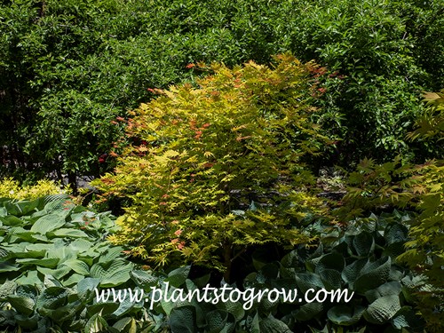 Moonrise Full Moon Maple (Acer shirasawanum)
(end of May)